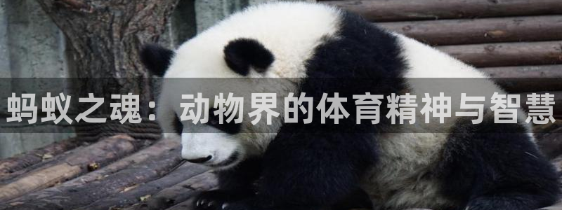 JJB竞技宝官网下载开户：蚂蚁之魂：动物界的体育精神
